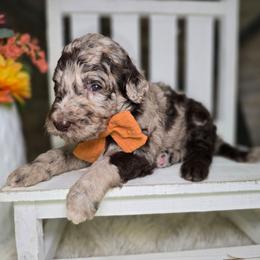 Winnie - Merle female Goldendoodle puppy in Woodburn, Indiana from DNLS Doodle Puppies