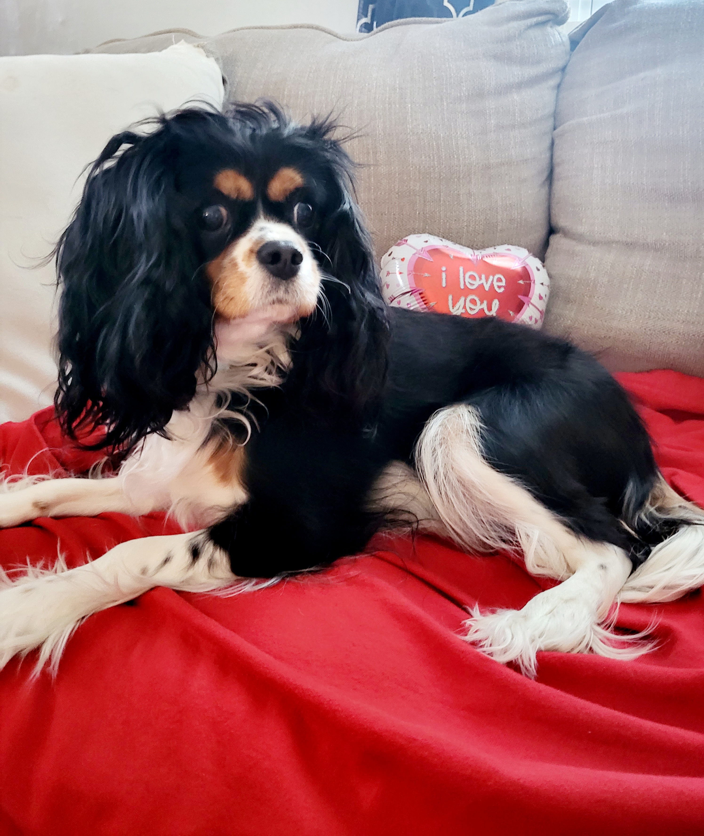 Jazzy - Cavalier King Charles Spaniel