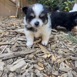 Cookie - Tri-colored female Pomeranian puppy in Elk Grove, California from Pomni Poms