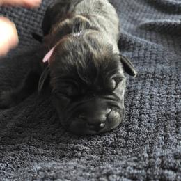 Light purple Collar - Black female Cane Corso puppy in Henry, Virginia from Hardradas Dynasty Cane Corso