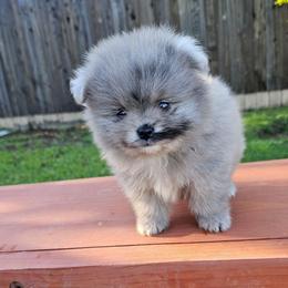 Tiny Tim - Blue merle male Pomeranian puppy in West Sacramento, California from Northern Cali Pomskies