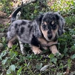 Maverick - Dapple male Dachshund puppy in Boston, Kentucky from River Bottom Mini Doxies