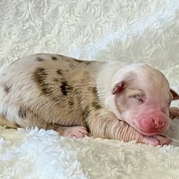Caylee - Red merle female Australian Shepherd puppy in Falcon, Missouri from Edge Farm LLC