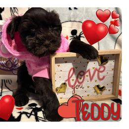 Miniature Schnauzer Puppies from Amaya Lara Schnauzers