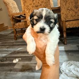 Eleanora - Cream female Havanese puppy in Laurel, Indiana from Honey-Bee Home Havanese