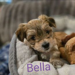 Bella - Tan female Morkie puppy in Forest City, Iowa from Weiss's Puppies