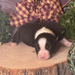 Ringo (Starr) - Black tri male Miniature Australian Shepherd puppy in California from Eagle River Aussies