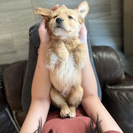 Golden Retriever Puppies from Sunshine Mountain Retrievers
