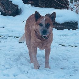 Dirk - Australian Cattle Dog
