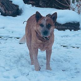Dirk - Australian Cattle Dog