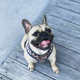 Clementine - French Bulldog