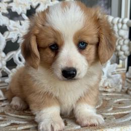 Atlas (fluffy) - Fawn and white male American Corgi puppy in East Oakdale, California from Rhettro Kennels
