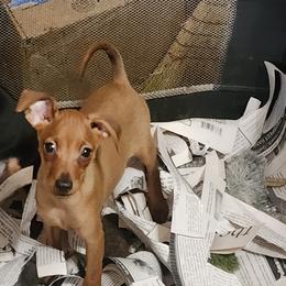 Boy 1 - male Miniature Pinscher puppy in Momence, Illinois from Rock of Ages Kennel