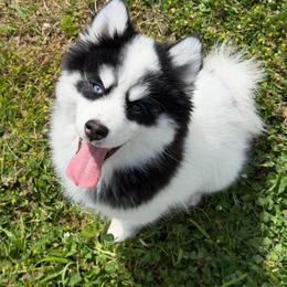 Diesel - Black and white male Pomsky puppy in Mc Minnville, Oregon from West Coast Pomskies