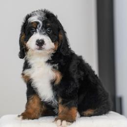 Elko - Tri-color male Bernedoodle puppy in Dundee, Ohio from Down Home Doodle