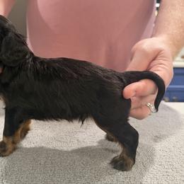 Daniel - Pink Boy - Black and tan male Cavalier King Charles Spaniel puppy in Little Rock, Arkansas from Montra Japanese Chin & Cavalier King Charles Spaniels