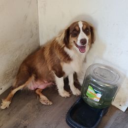 Molly - Miniature Australian Shepherd