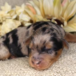 Denali- CKC- F1 Mini AussieDoodle- Stokesdale, NC - Blue merle male Aussiedoodle puppy in Stokesdale, North Carolina from His and Hers Poodles and Doodles