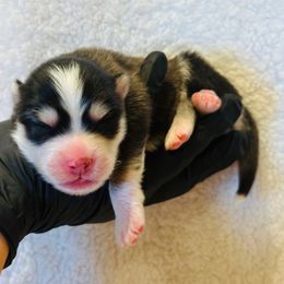 Savannah - Black female Pomsky puppy in Mc Minnville, Oregon from West Coast Pomskies