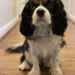 Penny - Cavalier King Charles Spaniel