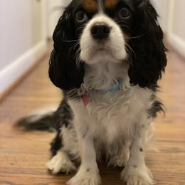 Penny - Cavalier King Charles Spaniel