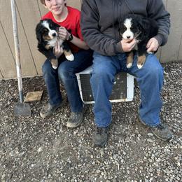 John Deere - Black rust and white male Bernese Mountain Dog puppy in Strasburg, Ohio from Lois Allison