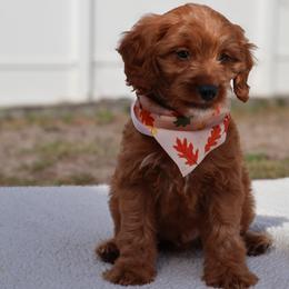 Jett - Red male Cavapoo puppy in Apopka, Florida from Rae Precious Puppies