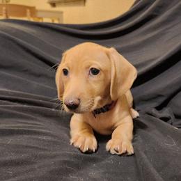 Red Boy - Cream male Dachshund puppy in Buckeye, Arizona from AZ Dachshund Proud