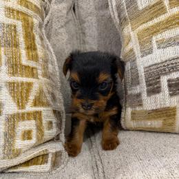 Sir Versoix - Black and tan male Yorkshire Terrier puppy in Queens, New York from The Dior Line