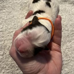 English Springer Spaniel Puppies from McCartney Springer’s