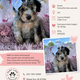 Nellie (yellow gold) - Blue merle female Bernedoodle puppy in Rising Sun, Indiana from Ruby Lane Doodles