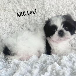 AKC Lexi - Black and white female Shih Tzu puppy in Greenville, South Carolina from Babyface Shih Tzu
