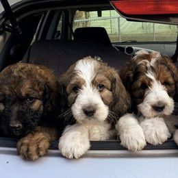 Saint Berdoodle Puppies from Mason Creek Saint Berdoodles, LLC