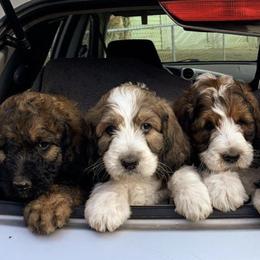 Saint Berdoodle Puppies from Mason Creek Saint Berdoodles, LLC