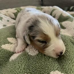 Olaf - Blue merle male Australian Shepherd puppy in Hemet, California from Perfect Companion Aussie's