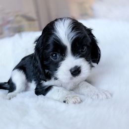Pete 2nd row third picture - Black and white male Cavalier King Charles Spaniel puppy in Richmond, Virginia from Irresistible Dachshunds & Cavaliers