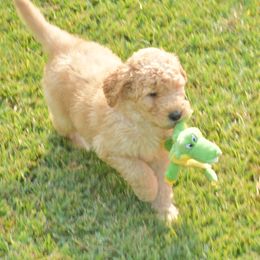 Bernedoodle, Goldendoodle, and Poodle Puppies from Four Willows Farm