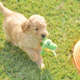 Bernedoodle, Goldendoodle, and Poodle Puppies from Four Willows Farm