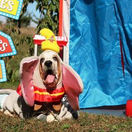 September - Mahogany and white female Basset Hound puppy in Pollock, Missouri from Northstar