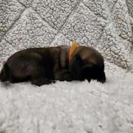 Girl 1 - Fawn Mastiff puppy in Aurora, Colorado from Bratay Mastiffs