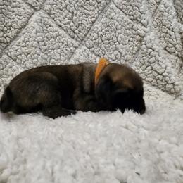 Girl 1 - Fawn Mastiff puppy in Aurora, Colorado from Bratay Mastiffs