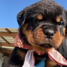 Female 393 - Black and mahogany female Rottweiler puppy in Ocala, Florida from Southeast Companion & Protection Dogs