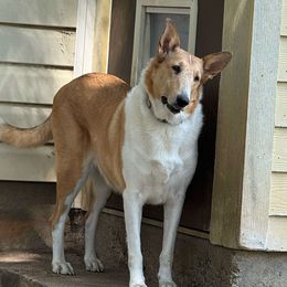 Gypsy - Collie