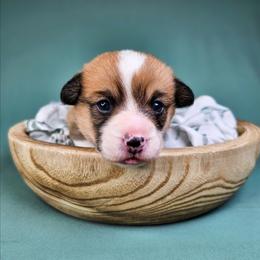 Red and white Female - Red and white female American Corgi puppy in Taylorsville, North Carolina from America's Red White and Bluie Corgis