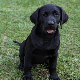 Labrador Retriever Puppies from Labradors Forever