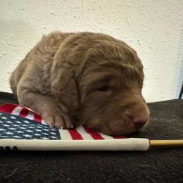 Light Pink - Deadgrass female Chesapeake Bay Retriever puppy in Lewiston, Utah from Bellus Chesapeakes