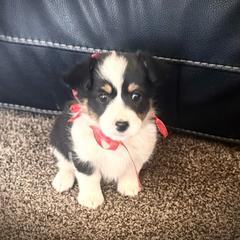 Girl 1 - Black and tan female Corgipoo puppy in Junction, Utah from Sugar Doodles