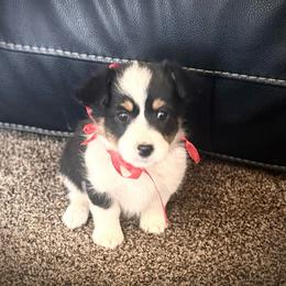 Girl 1 - Black and tan female Corgipoo puppy in Junction, Utah from Sugar Doodles