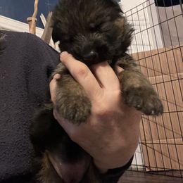 Orange - Black and red female German Shepherd puppy in Kansas, Ottawa, Kansas from Import German Shepherds of Kansas