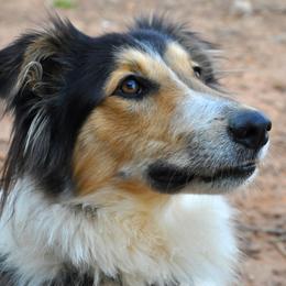 Lorna - Old Time Scotch Collie